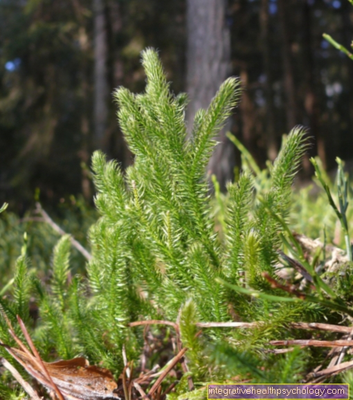 Lycopodium