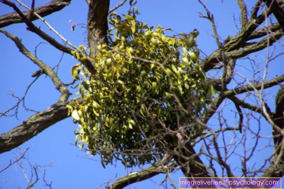 mistletoe