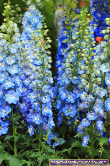 delphinium