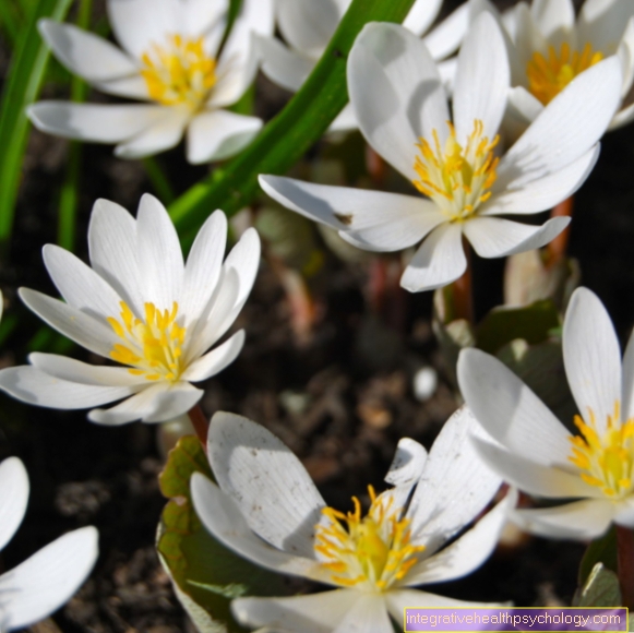 Sanguinaria