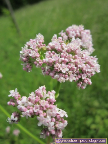 Valeriana