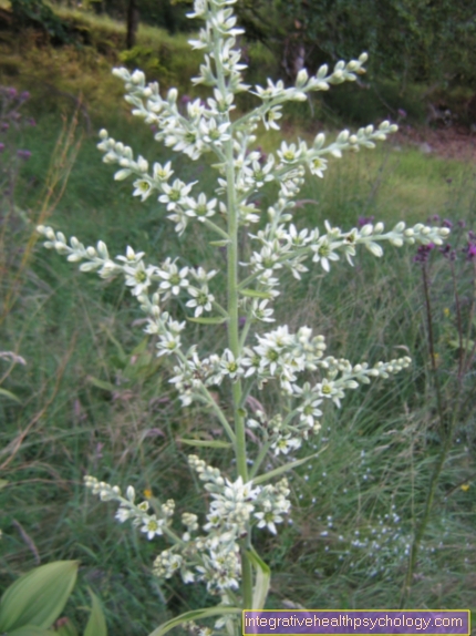 Veratrum άλμπουμ