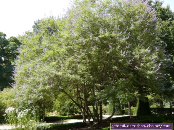 Vitex agnus castus