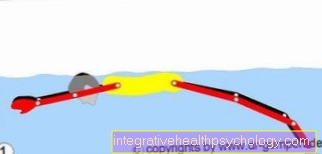 Description of movement breaststroke (undulation technique)