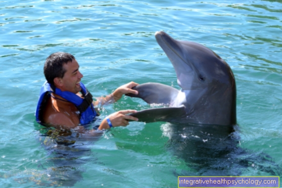 Nadar con delfines