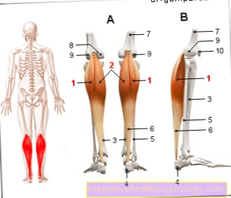 Calf lifter